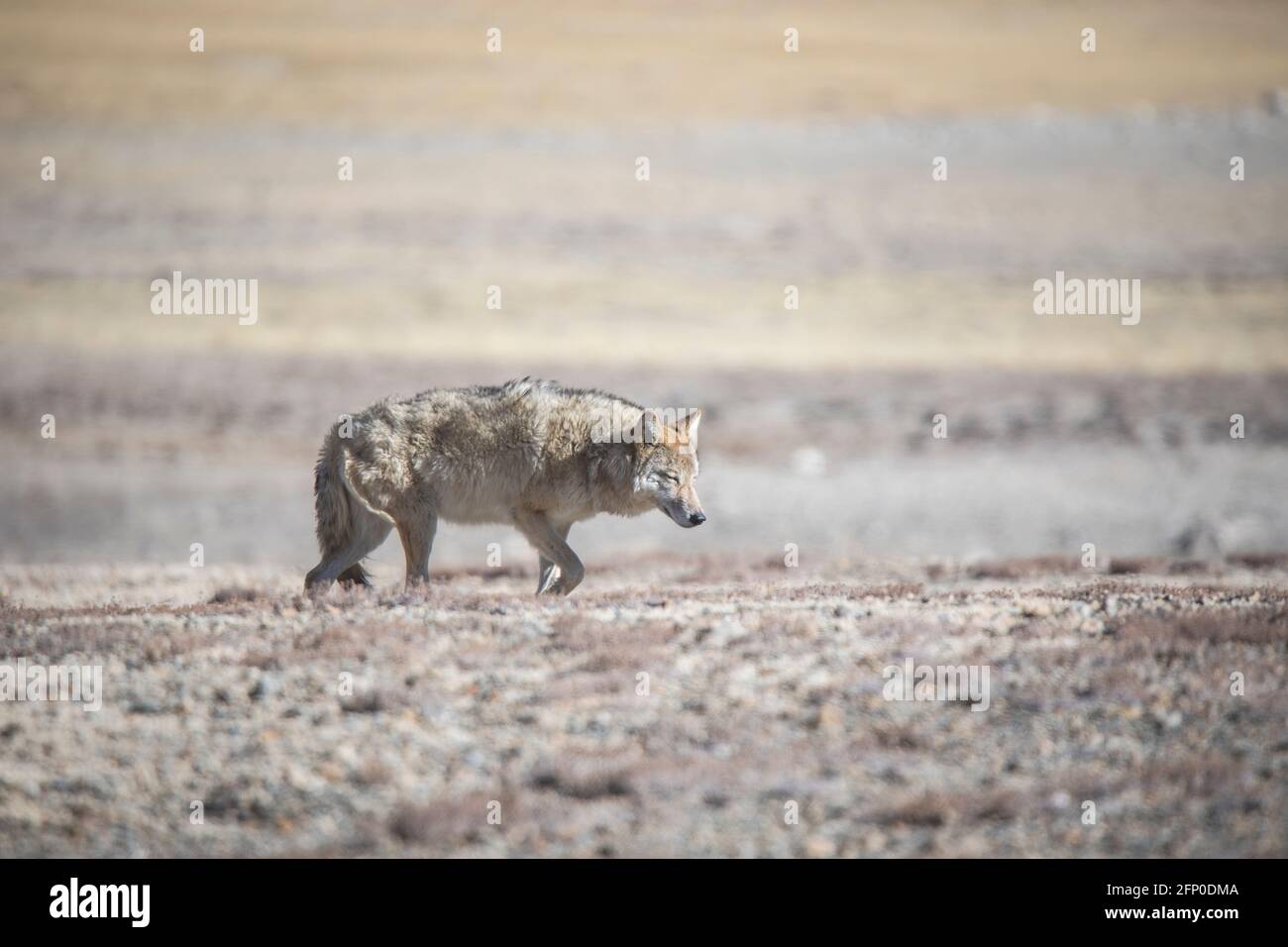 Lupo tibetano, Canis lupus filchneri, Gurudonmar, Sikkim, India Foto Stock