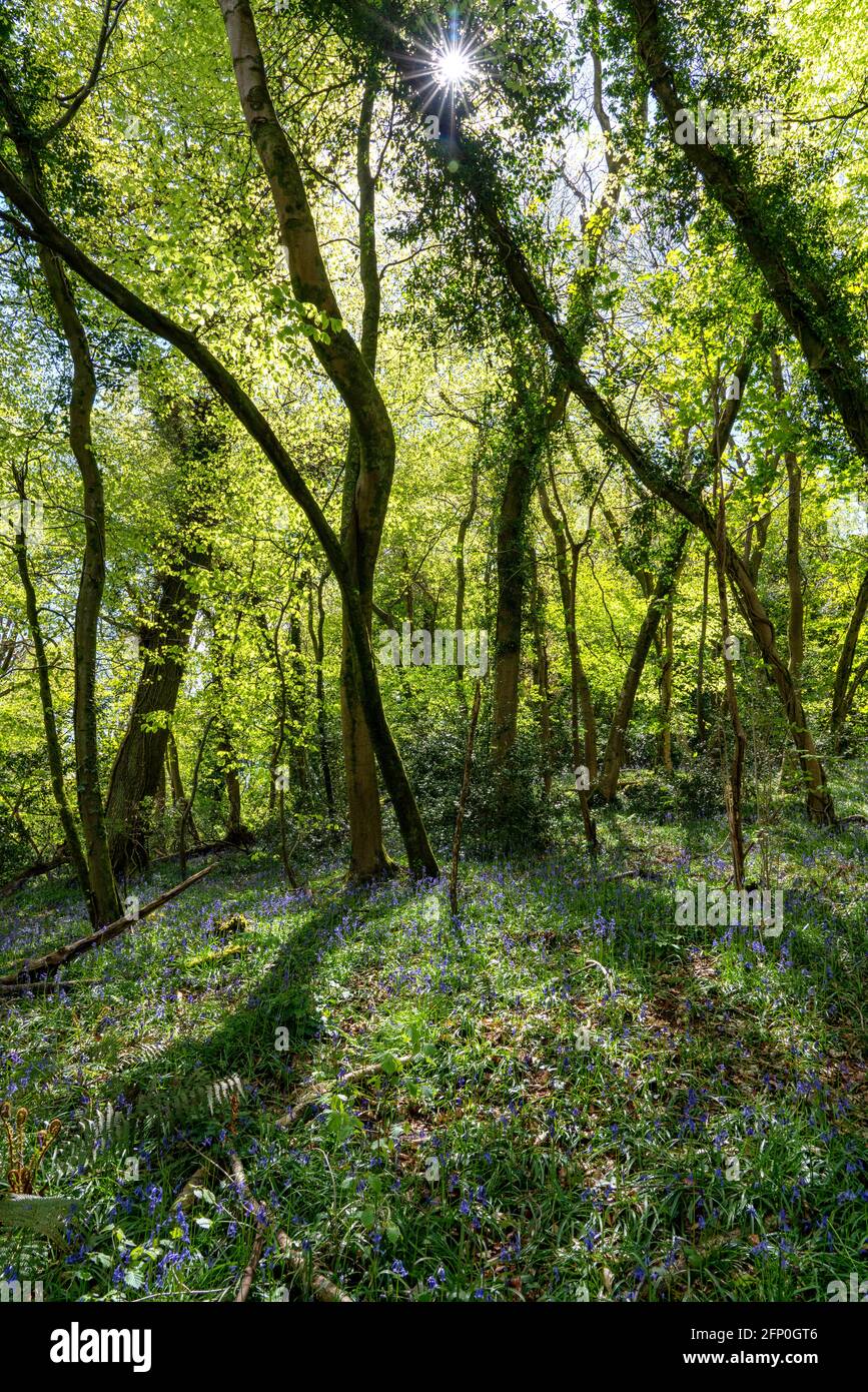 Filtraggio della luce solare attraverso il tetto di alberi appena verde di un bosco inglese nel mese di maggio - Somerset UK Foto Stock
