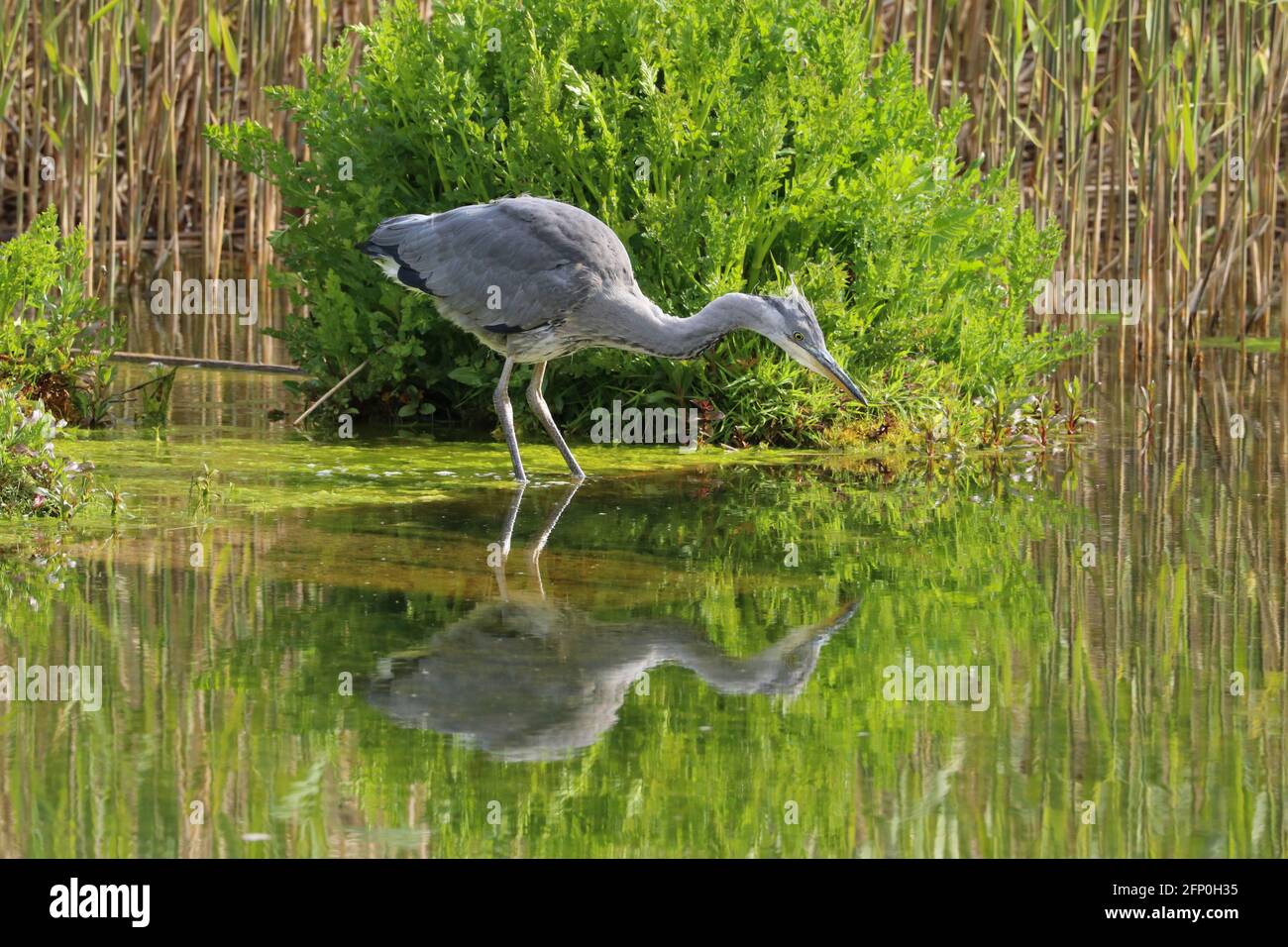 Un giovane airone grigio, Ardea cinerea pesca in un lago, Regno Unito Foto Stock