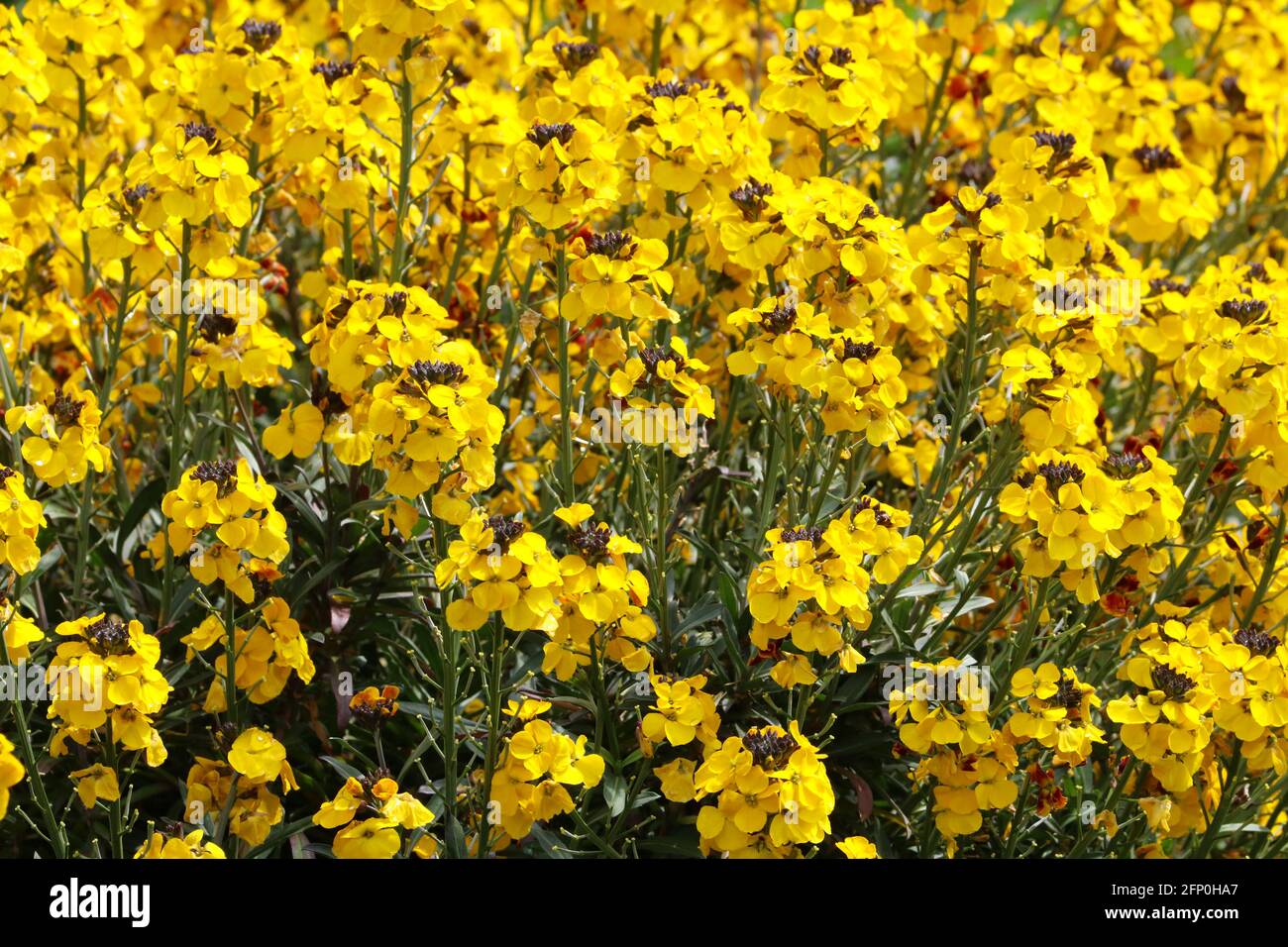 Primo piano di fiori gialli, Cheiranthus cheiri, in piena fioritura al sole di primavera. Foto Stock