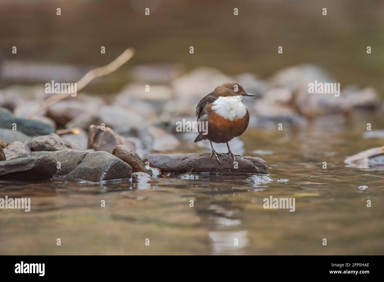 Dipper appollaiato su una roccia in un torrente Scozia Foto Stock