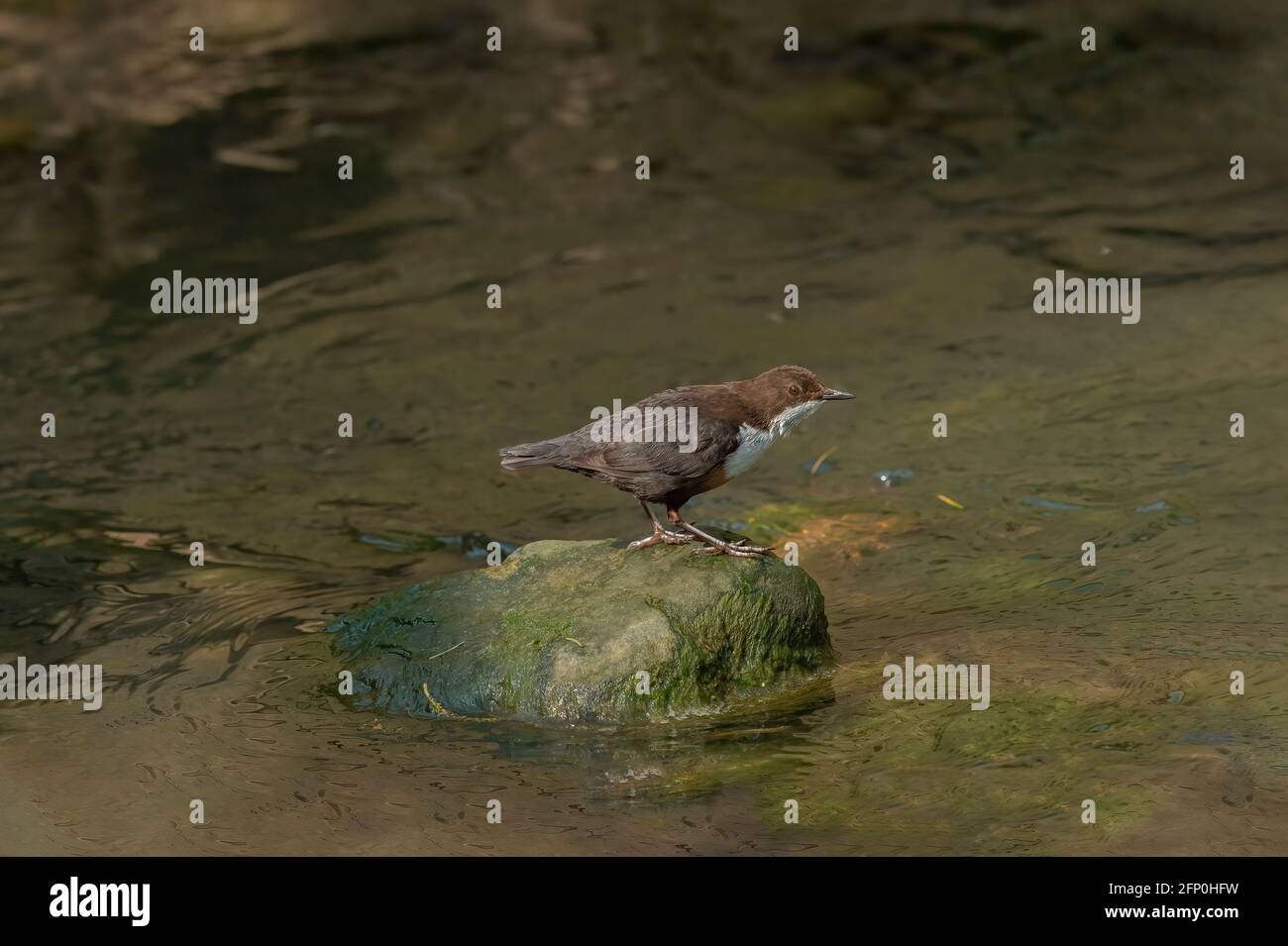 Dipper appollaiato su una roccia in un torrente Scozia Foto Stock