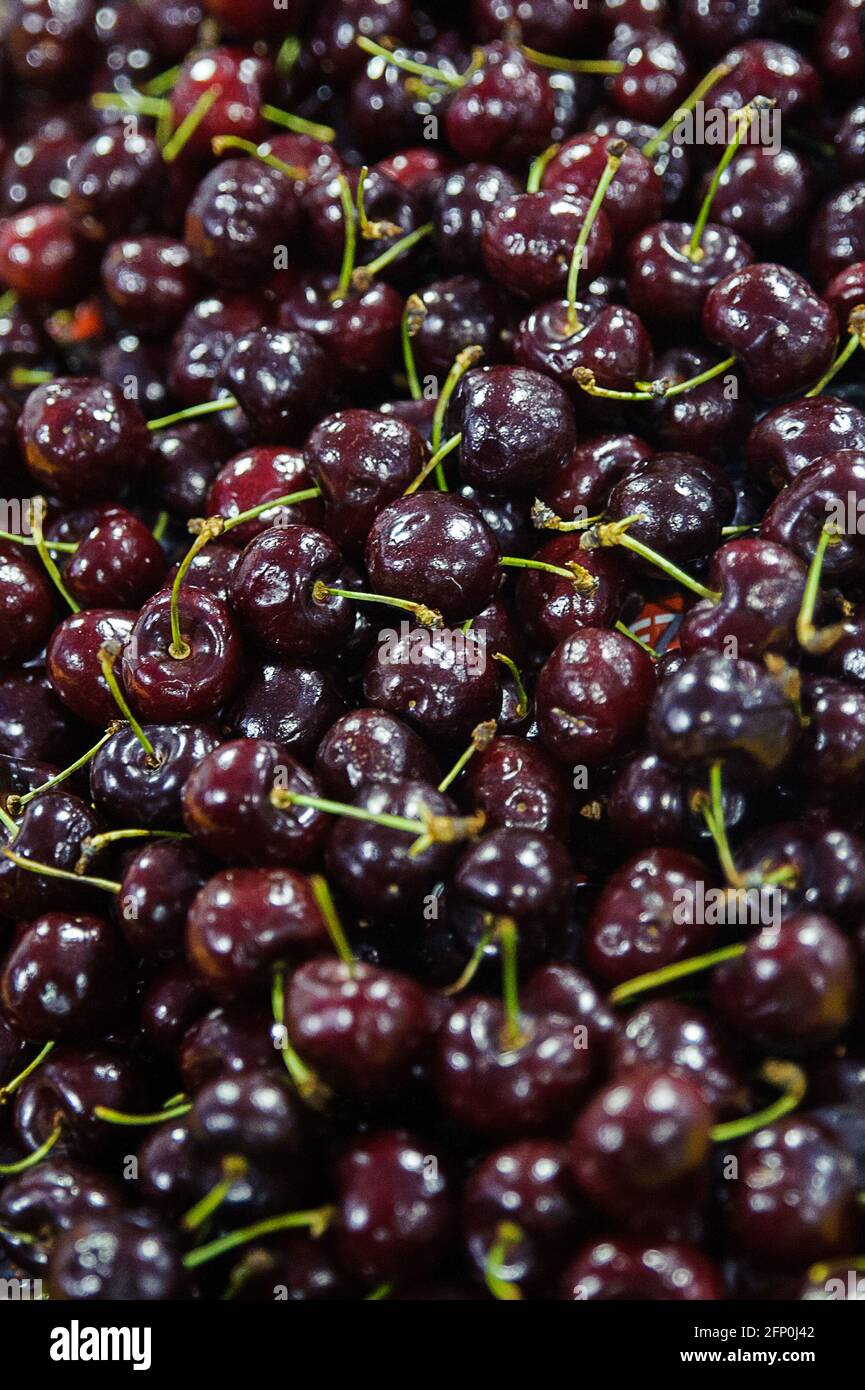 Ciliegie nere biologiche mature, Prunus serotina, con steli al mercato agricolo, delizioso frutto di pietra o drupe con una pelle tesa rossa e polpa succosa Foto Stock
