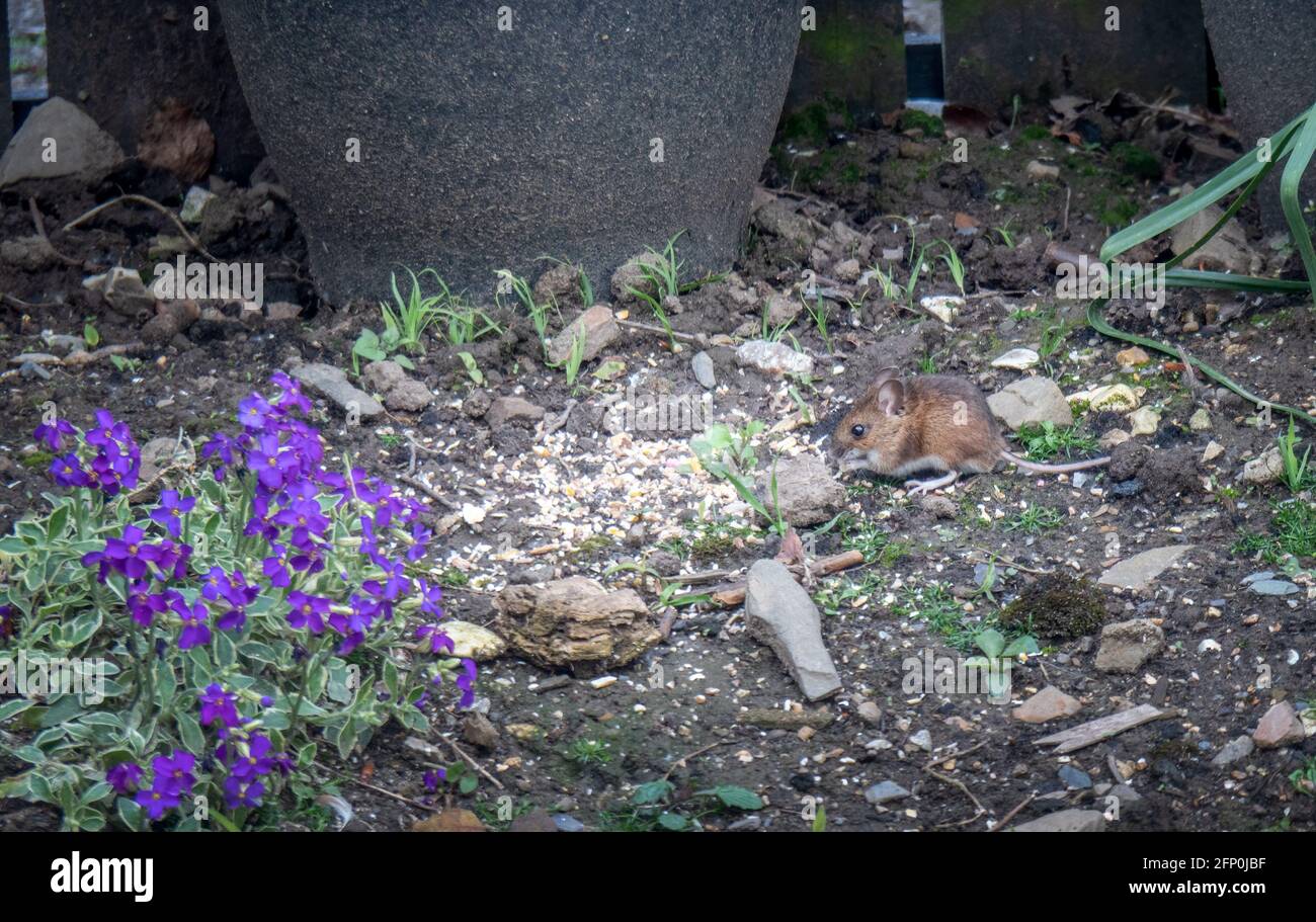 Mouse in giardino mangiare cibo caduto dal tavolo degli uccelli. Parassita roditore. Topo di campo aka Apodemus sylvaticus) Foto Stock