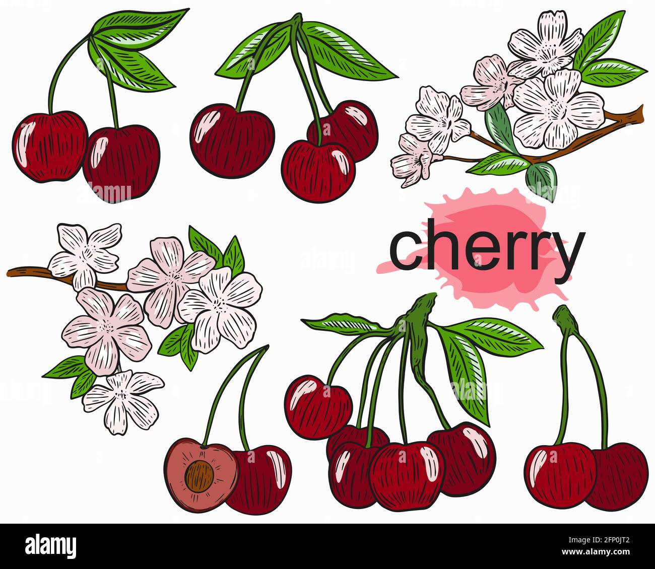 Serie vettoriale di ciliegie. Bacche, grappoli e rami di alberi in fiore. Frutti rossi luminosi, fiori rosa, collezione. Disegno a mano. Illustrazione Vettoriale