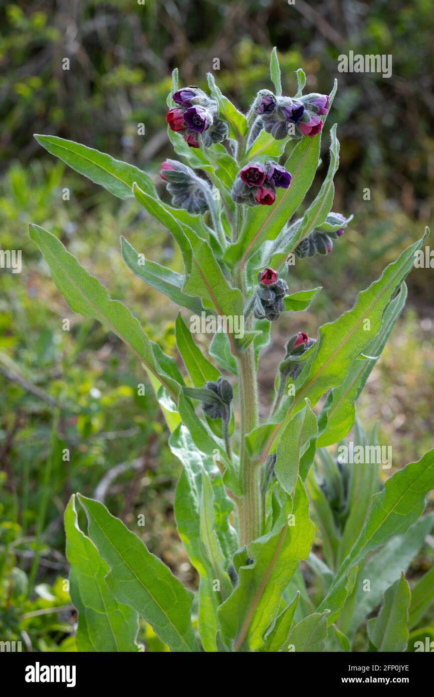 Viola comfrey fiorire all'aperto nel campo Foto Stock