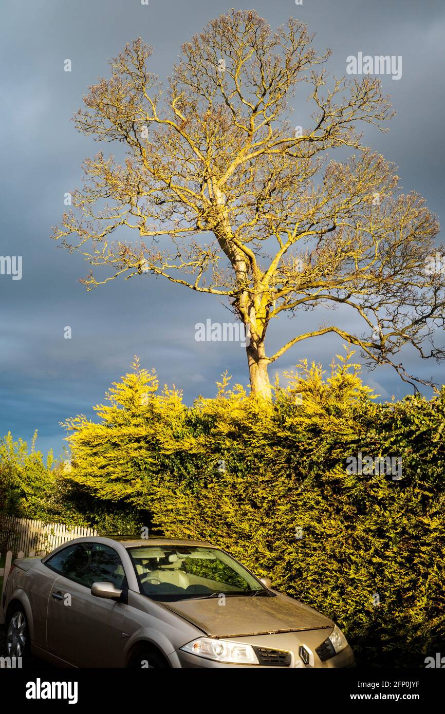 Albero dell'Olmo Foto Stock