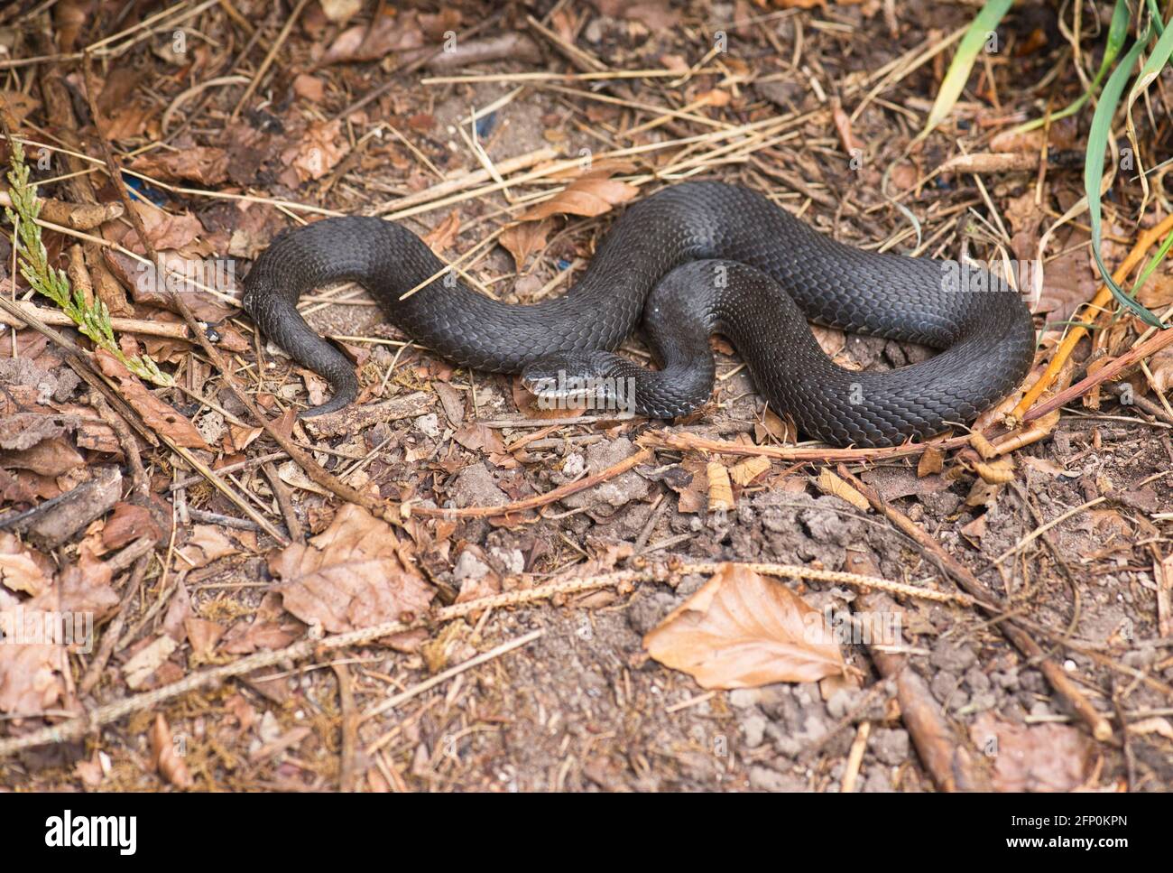 Adder (Vipera berus), noto anche come Viper comune o settentrionale. In alcune popolazioni, i soggetti neri o quasi neri non sono rari Foto Stock