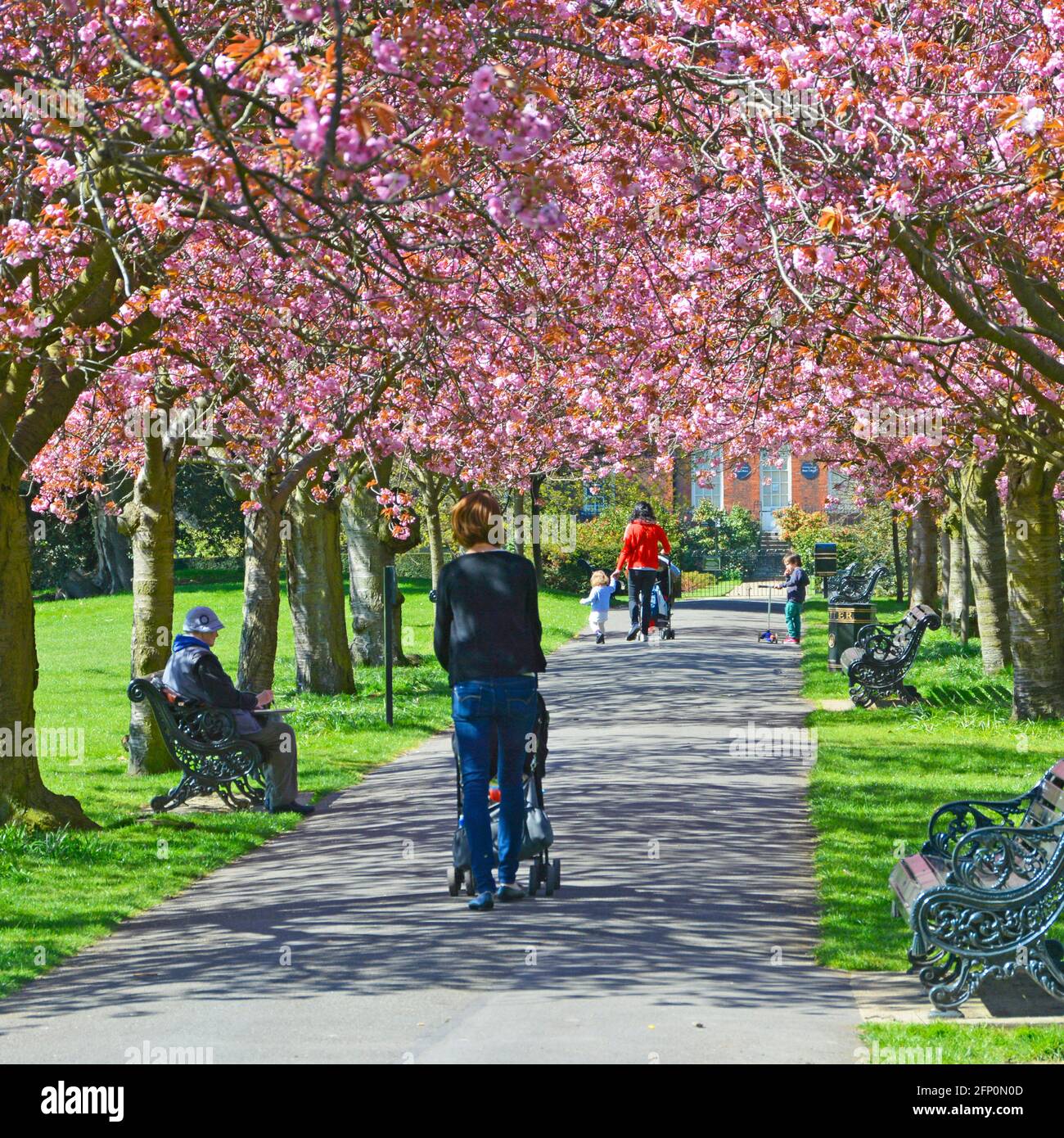 Fioritura primaverile dei ciliegi sui vecchi alberi di Greenwich Park due mamme con bambini e passeggino che camminano lungo il percorso del parco in primavera a Londra, Inghilterra, Regno Unito Foto Stock