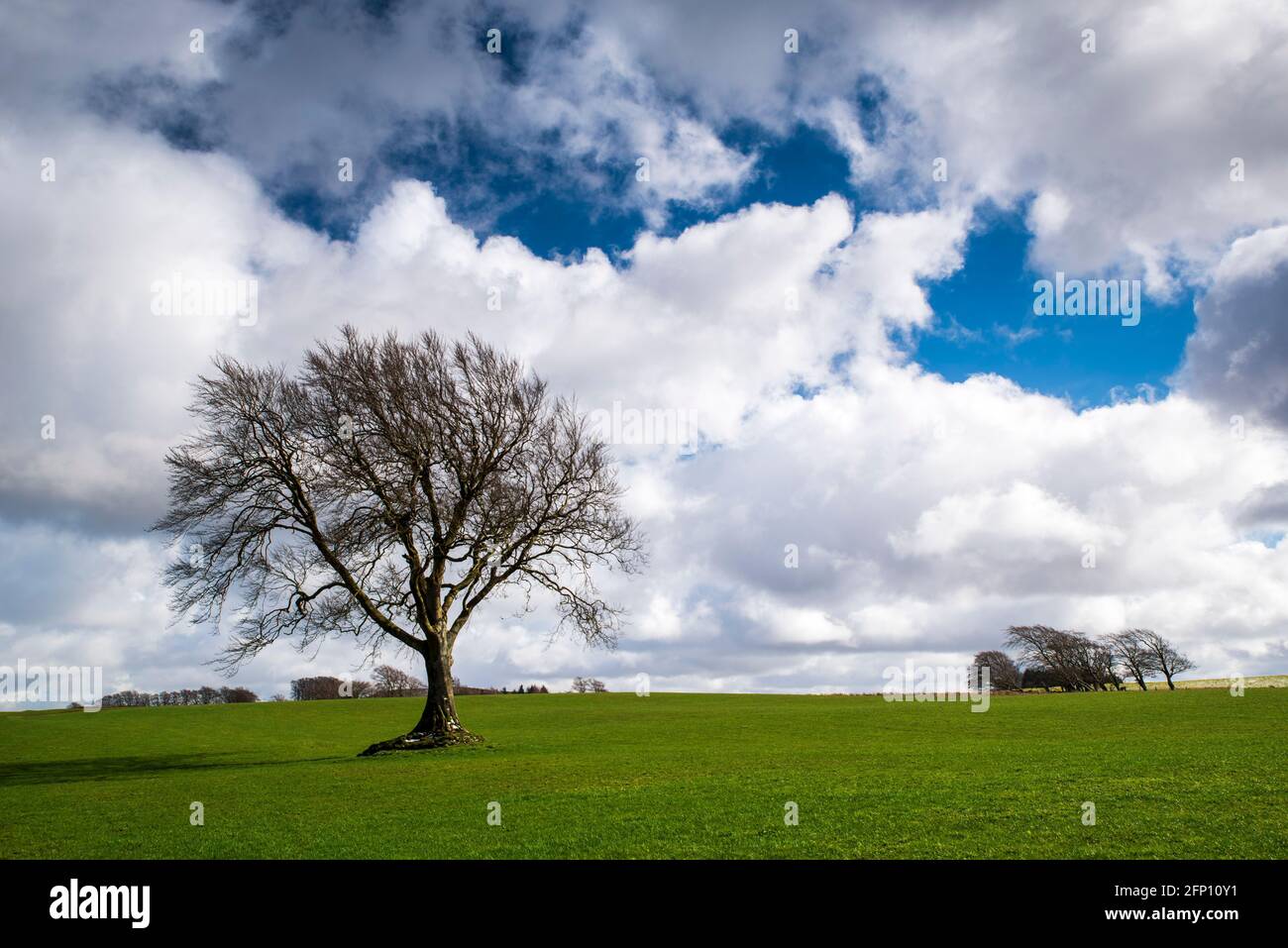 Un unico albero che si trova in un campo di erba nell'Ayrshire orientale, Scozia. Foto Stock