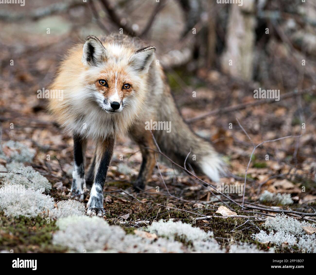 Red Fox primo piano in piedi su muschio con sfondo sfocato, godendo il suo ambiente e habitat e guardando la fotocamera. Immagine FOX. Immagine. Verticale. Foto Stock