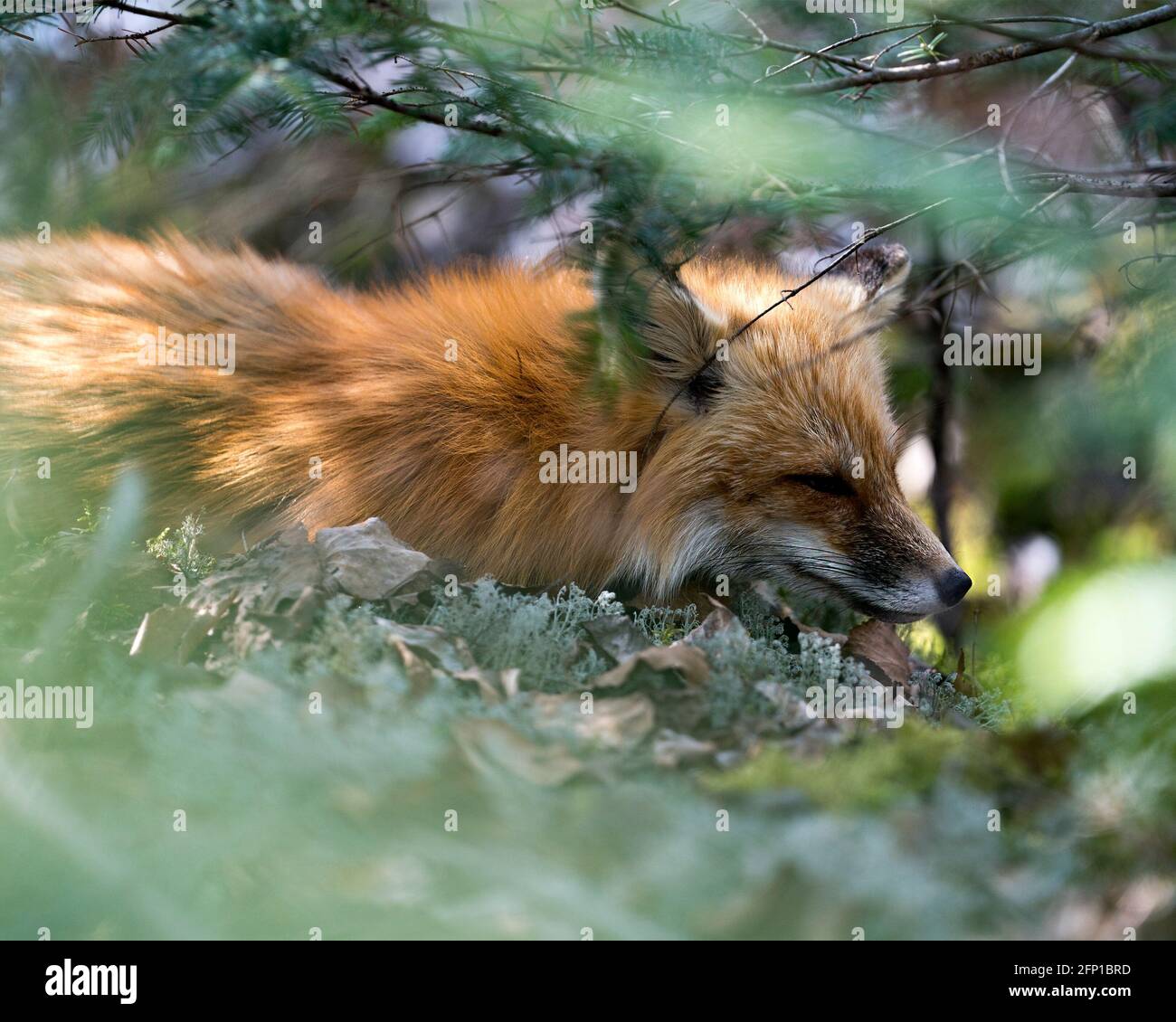 Vista ravvicinata della testa della volpe rossa attraverso rami di conifere nel suo ambiente e habitat. Immagine FOX. Immagine. Verticale. Foto. Colpo di testa. Foto Stock