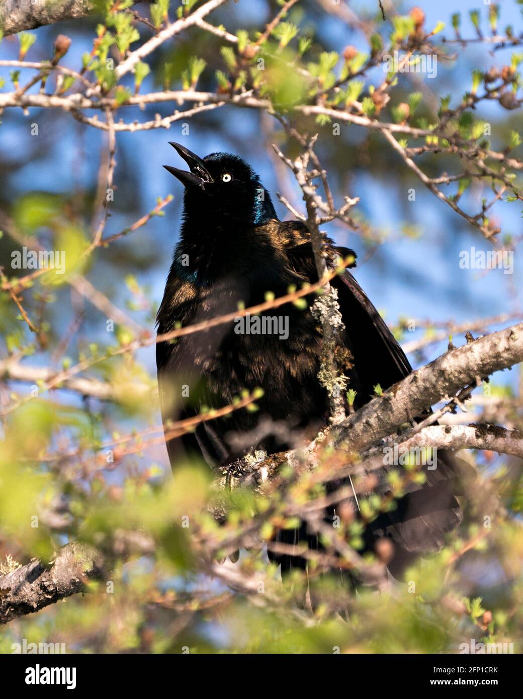 Grackle uccello appollaiato con uno sfondo sfocato nella foresta che mostra il corpo, piumaggio di piuma di mauve blu, testa, occhio, becco aperto nel suo habitat e environ Foto Stock