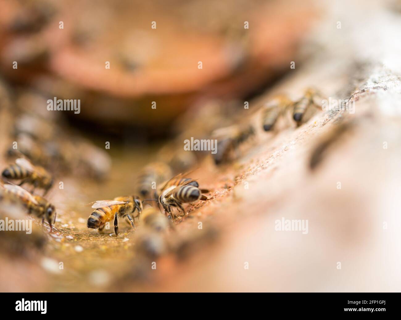 Annaffiare le api in una giornata calda Foto Stock