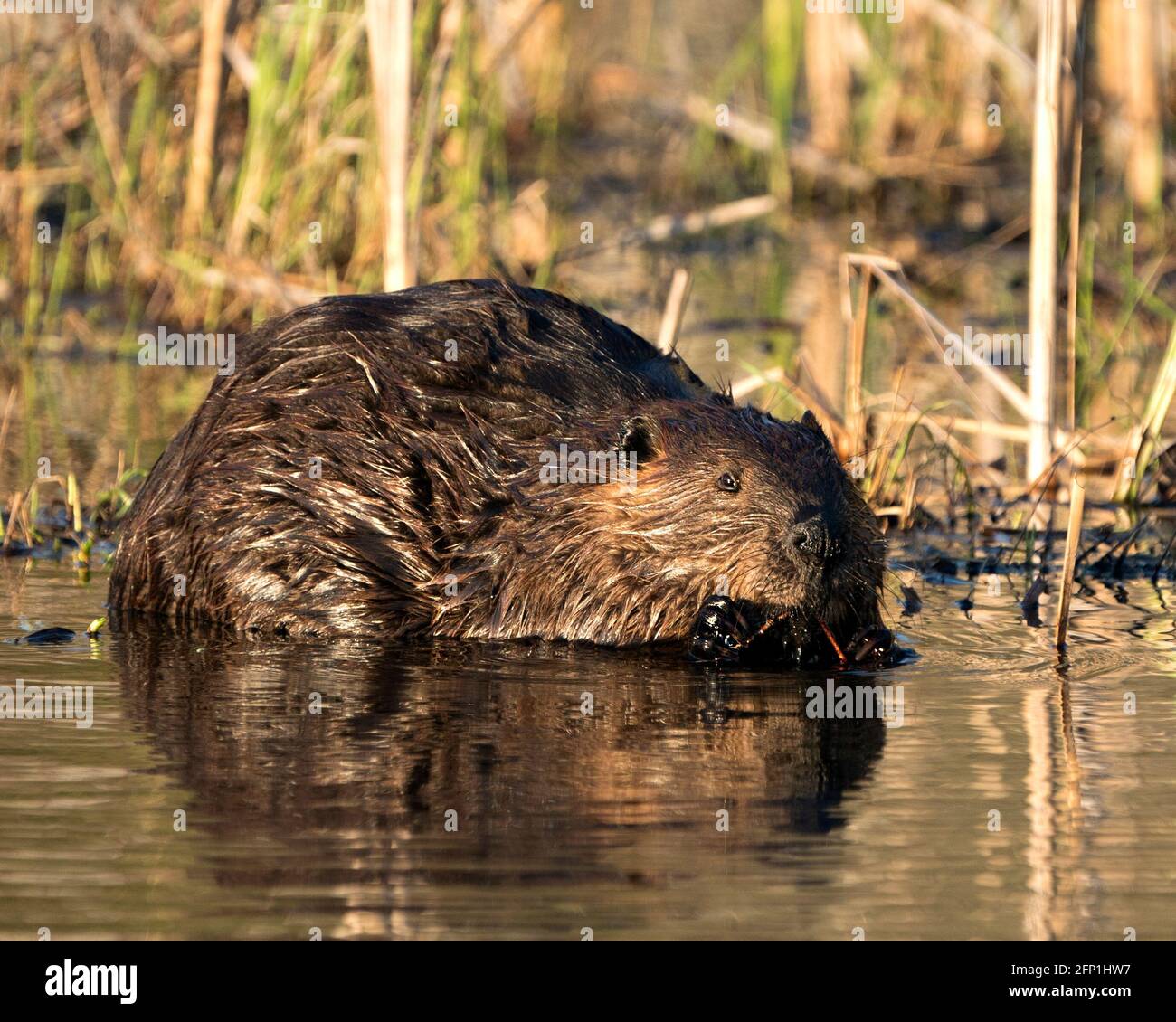 Beaver primo piano profilo vista mangiare albero corteccia di ramoscello nel laghetto con sfondo sfocato fogliame nel suo ambiente e habitat. Immagine. Immagine. Foto Stock