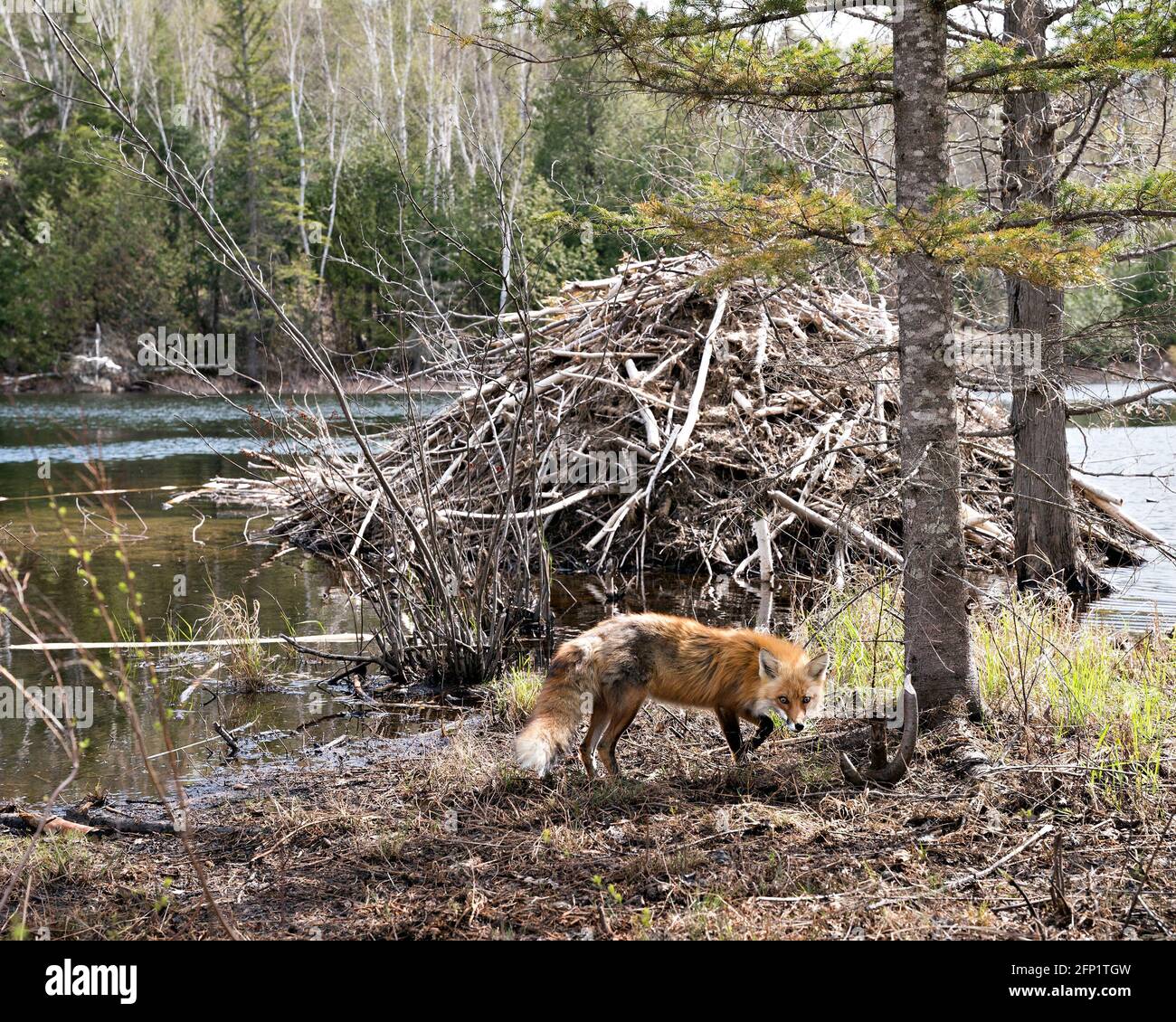Volpe rossa da un rifugio castoro con acqua, foresta e sfondo castoro Lodge nel suo habitat e ambiente. Immagine FOX. Immagine. Verticale. Foto. Foto Stock