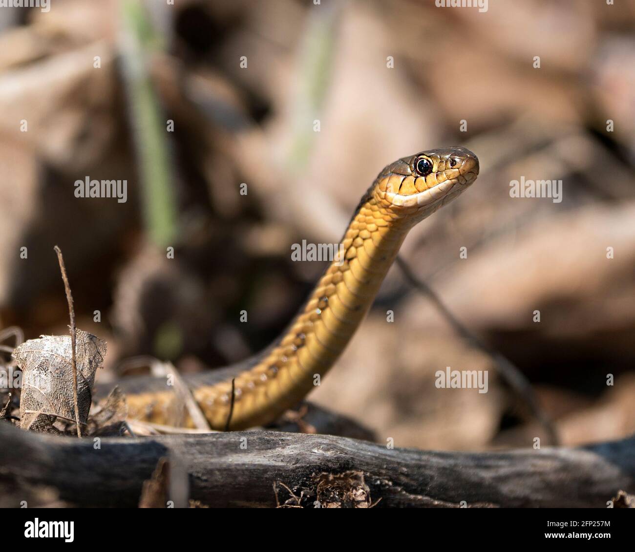 Vista ravvicinata del profilo della testa di serpente nel suo ambiente e habitat con uno sfondo sfocato. Immagine. Immagine. Verticale. Foto Stock