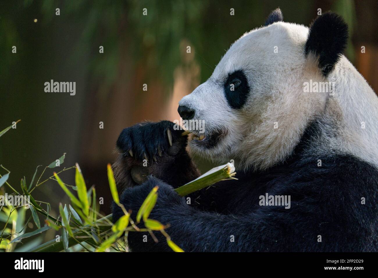 Mei Xiang, 22 anni femmina gigante panda mangia bambù allo Smithsonian National Zoo di Washington, D.C. Giovedi 20 maggio 2021. Lo Smithsonian National Zoo riapre al pubblico venerdì da quando è vicino a Covid-19. Foto di Tasos Katopodis/UPI Foto Stock