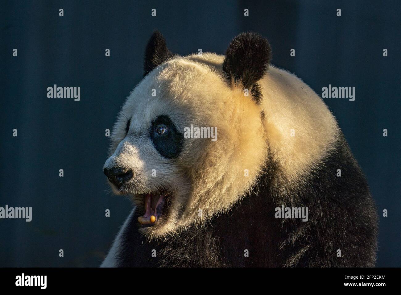 Washington, Stati Uniti. 20 maggio 2021. Mei Xiang, panda gigante femminile di 22 anni allo Smithsonian National Zoo di Washington, DC giovedì 20 maggio 2021. Lo Smithsonian National Zoo riapre al pubblico venerdì da quando è vicino a Covid-19. Photo by Tasos Katopodis/UPI Credit: UPI/Alamy Live News Foto Stock