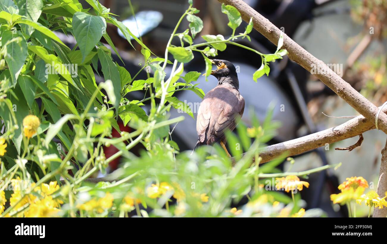 Uccello marrone Foto Stock