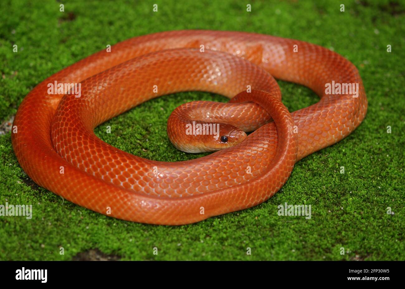 Corallo rosso kukri serpente (Oligodon kheriensis) colpo pieno corpo Foto Stock