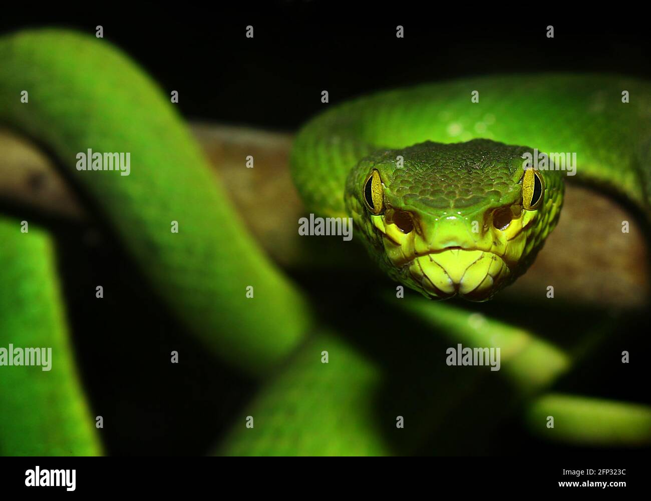 Una vipera di buca di Salazar (Trimeresurus salazar) colpo di closeup testa. Foto Stock