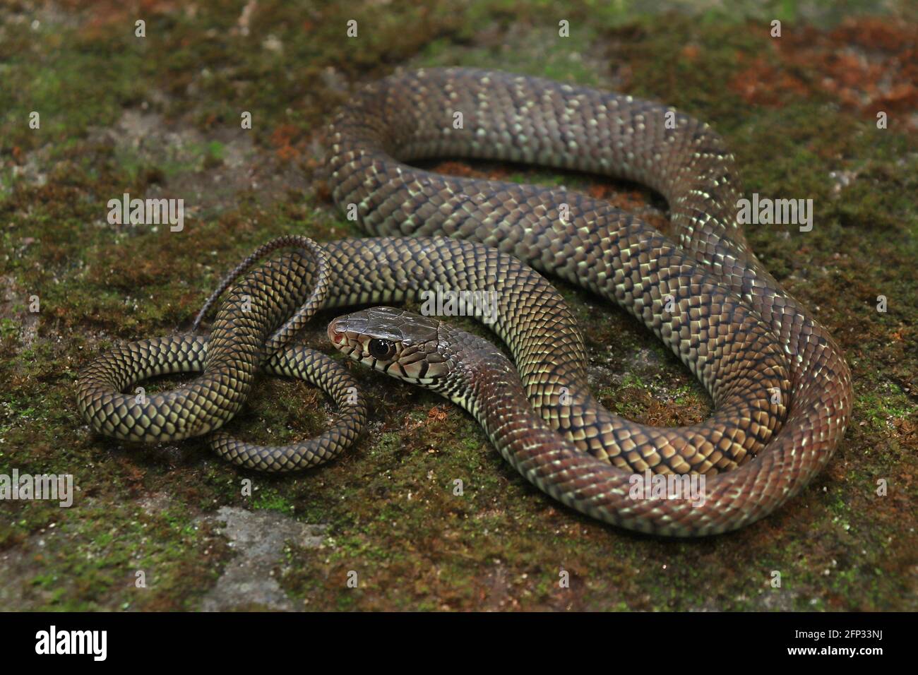 Un serpente indiano di ratto subadulto (Ptyas mucosa) in posa avvolta. Foto Stock