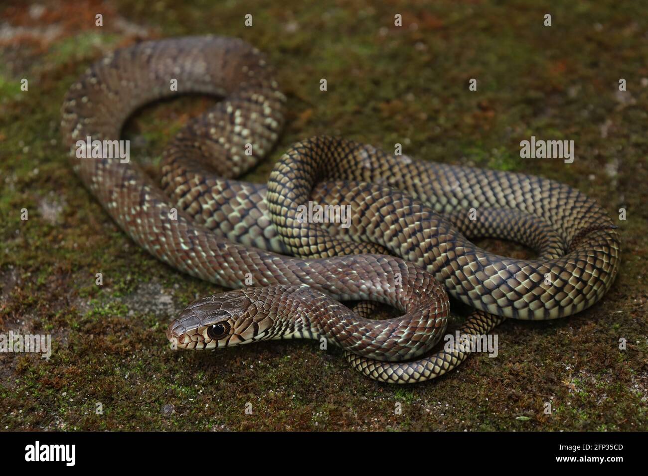 Un serpente indiano di ratto subadulto (Ptyas mucosa) pieno corpo documento shot. Foto Stock