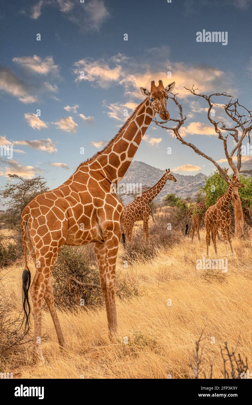 Le giraffe nel selvaggio Foto Stock