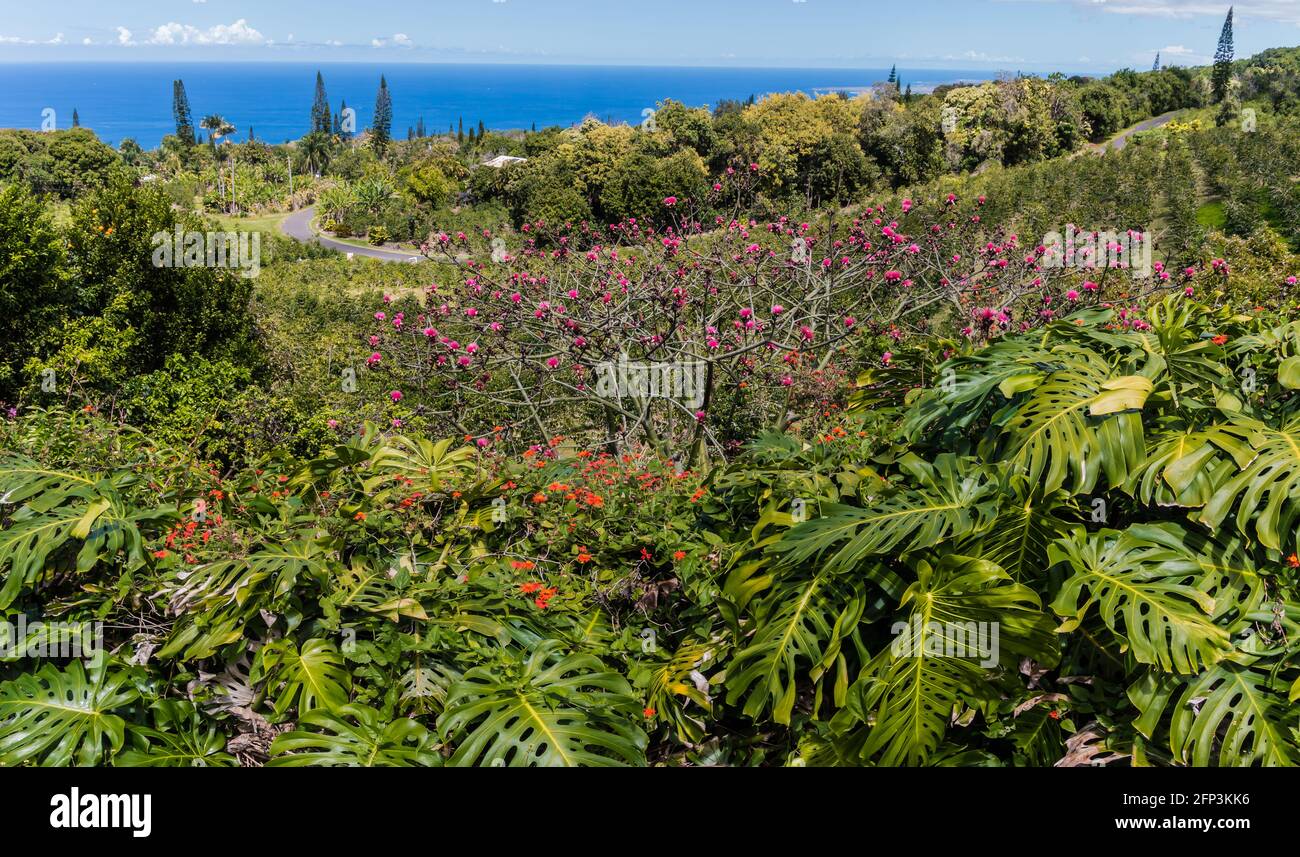 Piante tropicali circondano gli alberi di caffè sulla montagna sopra l'Oceano Paicific, Holualoa, Hawaii, Stati Uniti Foto Stock