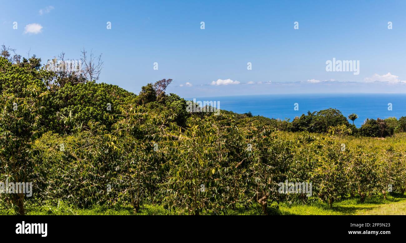 Coffee Trees sulla montagna sopra l'Oceano Pacifico, Holualoa, Hawaii, Stati Uniti Foto Stock