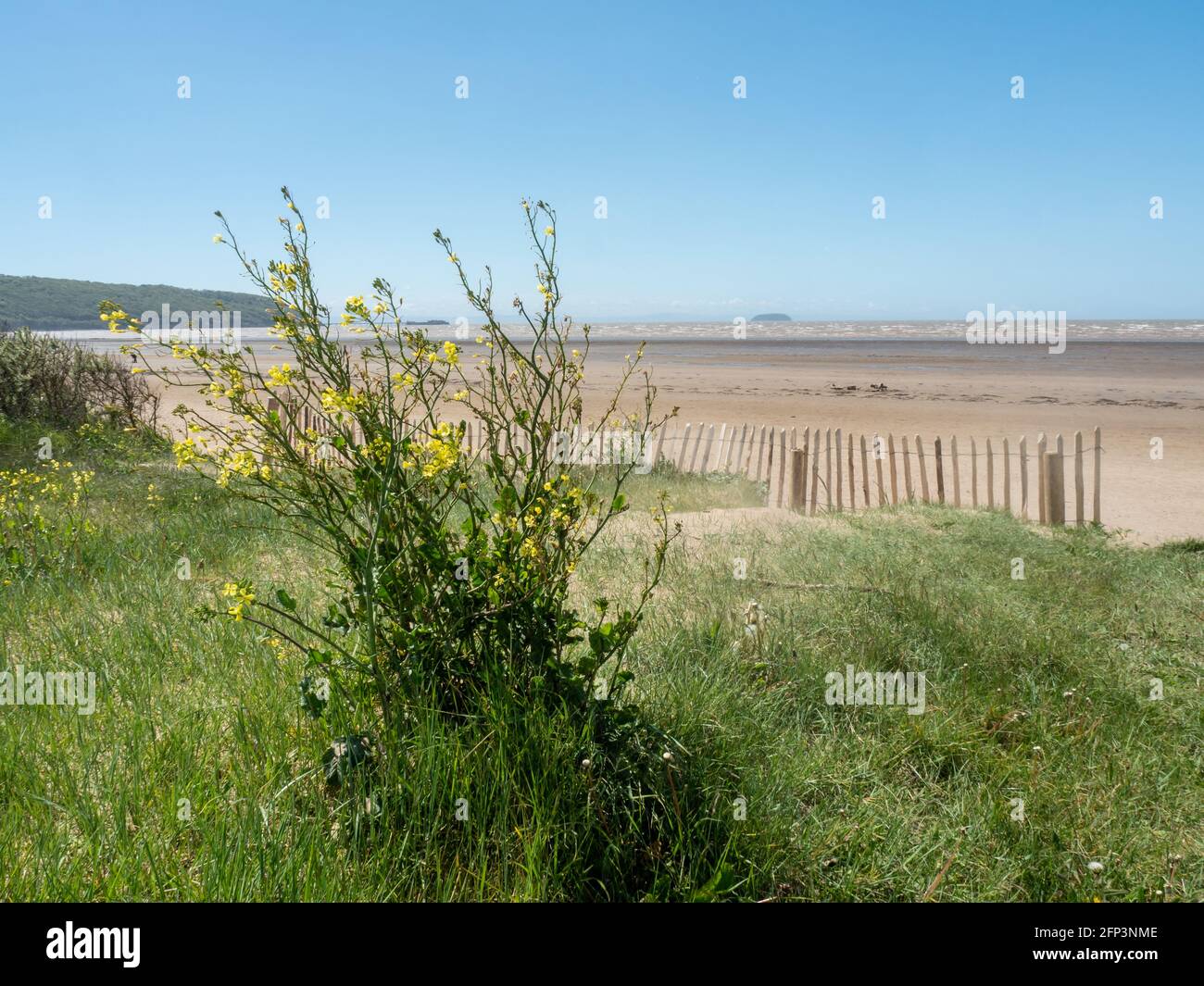 Una pianta su una duna a Sand Bay, vicino a Weston-super-Mare, nel Somerset del Nord Foto Stock