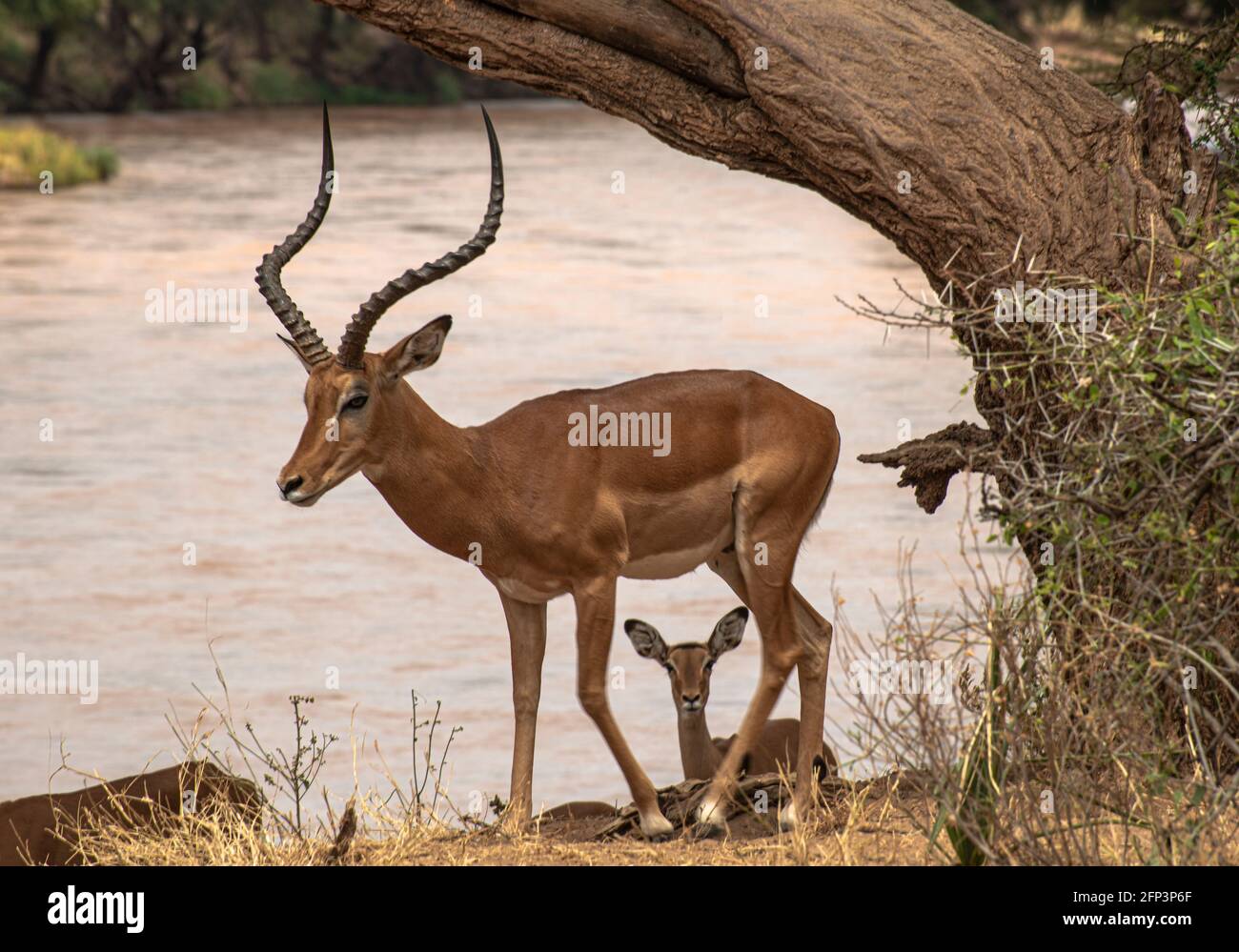 Impala maschile e femminile vicino al fiume Foto Stock