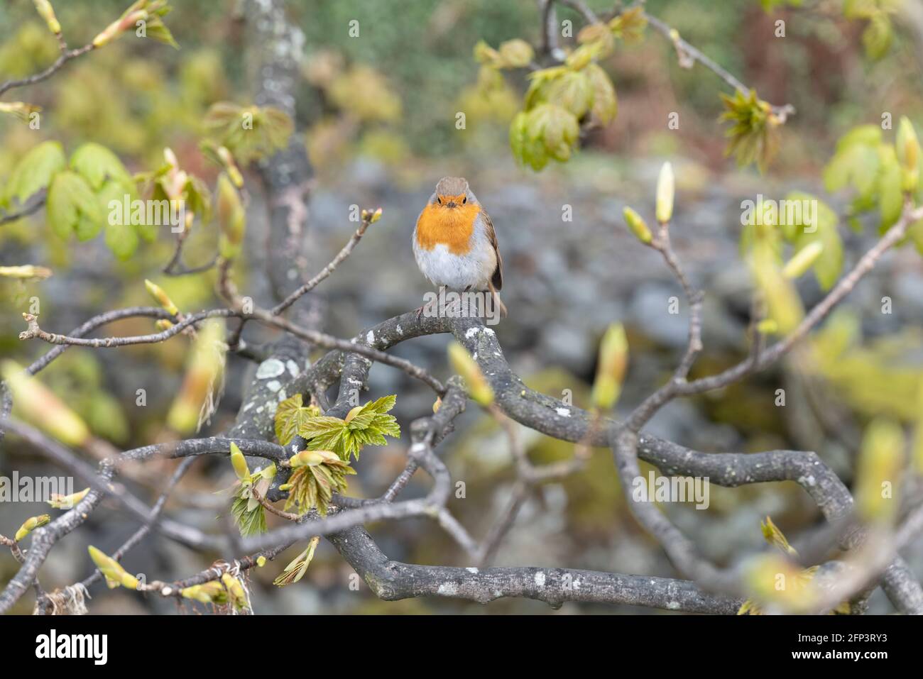 European Robin (Erithacus rubecula) trovato vicino ad Ashness Bridge, Lake District, UK. Foto Stock