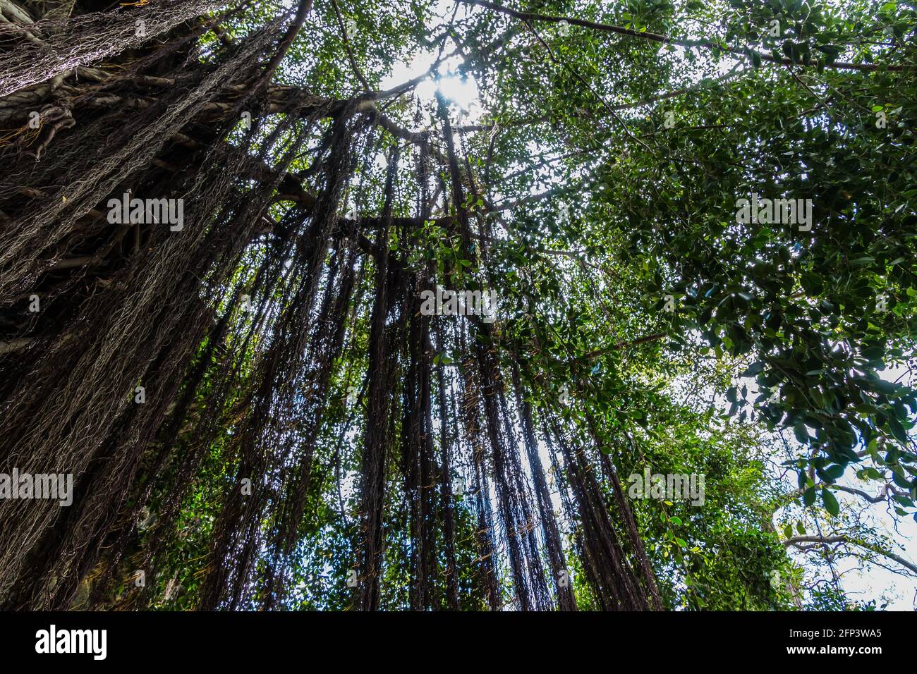 Percorso sotto gli alberi di Banyan che conduce al luogo natale di Kamehameha III. Keauhoa Bay, Kailua-Kona, Hawaii, Hawaii, USA Foto Stock