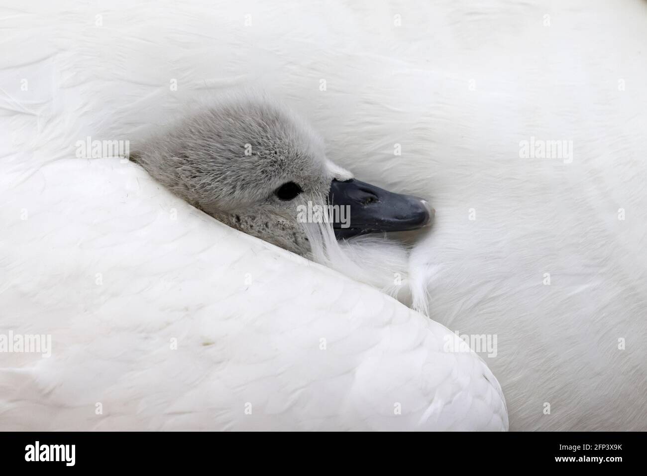 Mute Swan cygnet su un adulto indietro a Abbotsbury Swannery Dorset Foto Stock