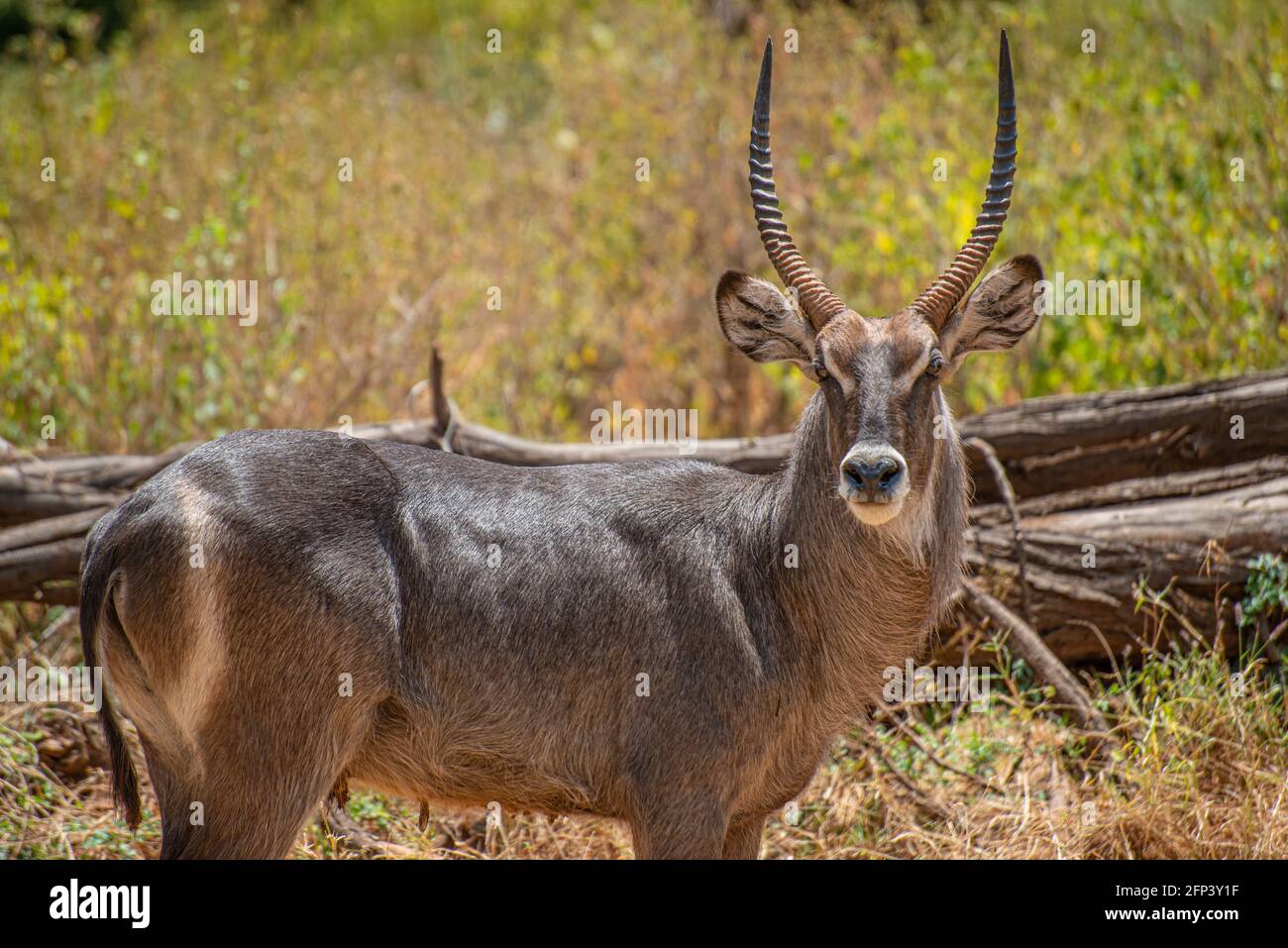 Waterbuck Foto Stock