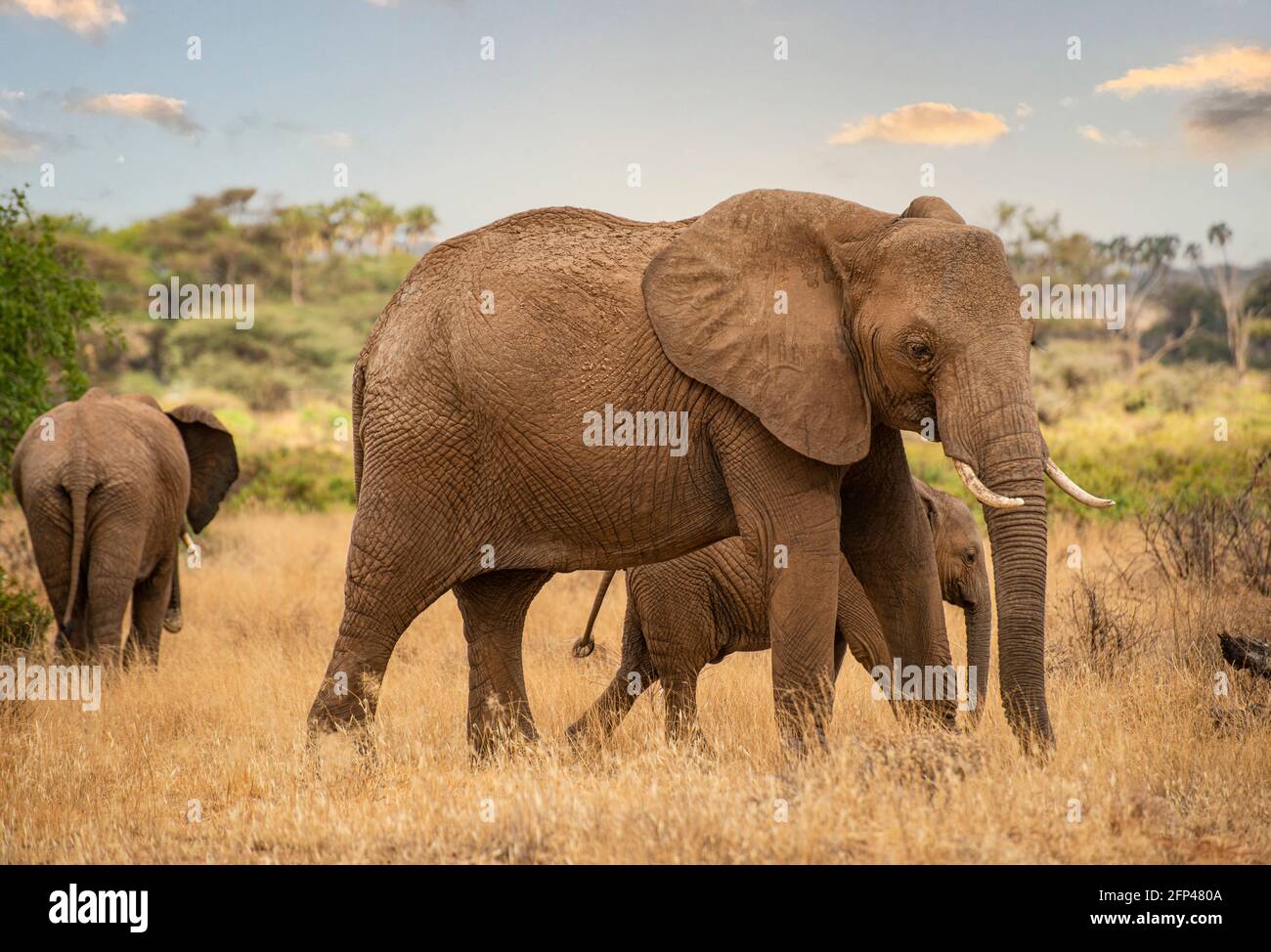 Madre elefante con i suoi due figli più piccoli Foto Stock
