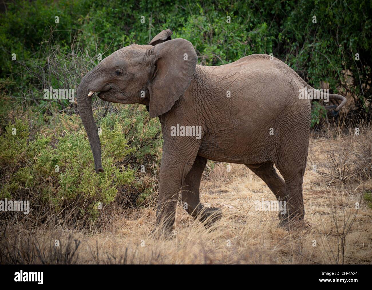 piccolo elefante del bambino nel selvaggio Foto Stock