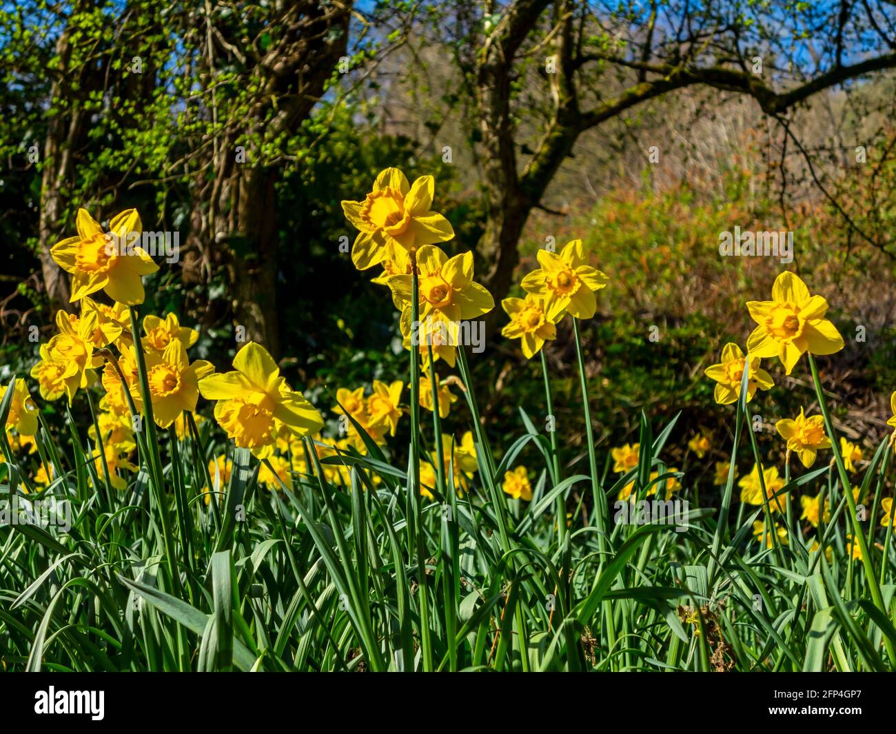 Narcisi in piena fioritura in un giardino in primavera con alberi dietro. Foto Stock