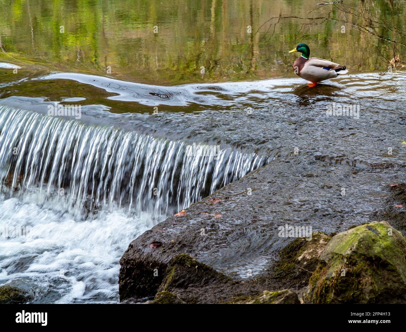 Anatra di mallardo maschile Anas platyrhynchos accanto ad una strana su un fiume. Foto Stock