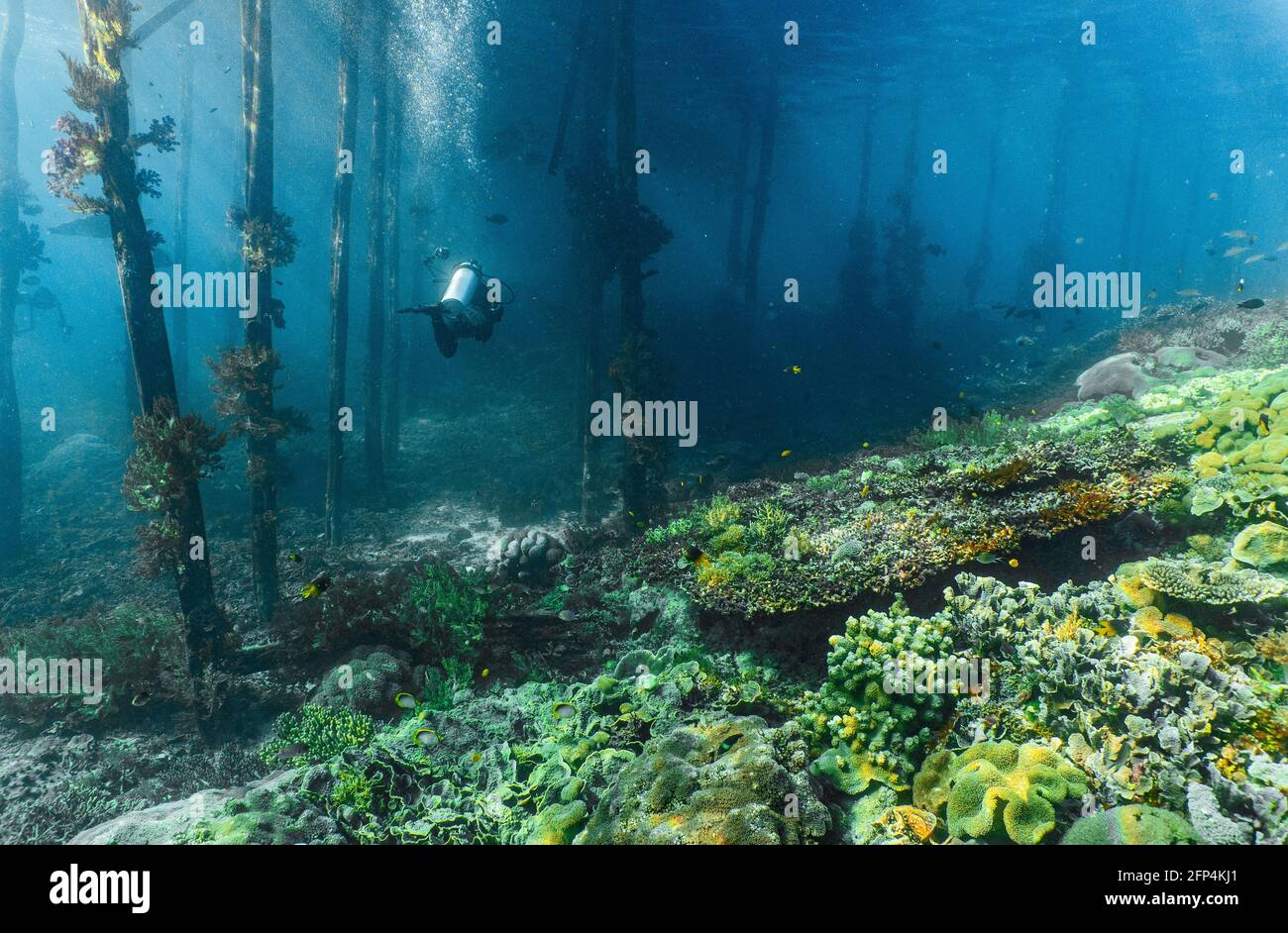 Vista subacquea dal molo in Raja Ampat / Indonesia Foto Stock