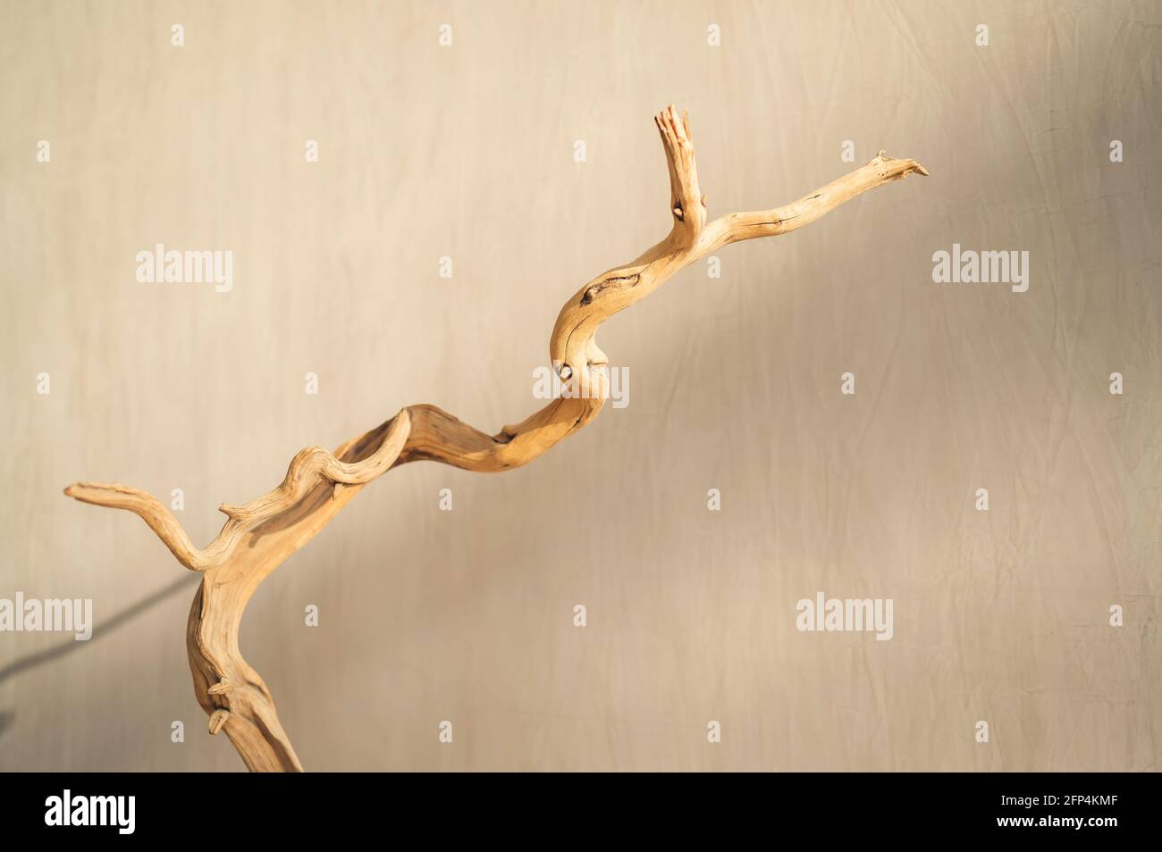 Rustico ramo di albero su fondo grigio in cemento, illuminato dal tramonto Foto Stock