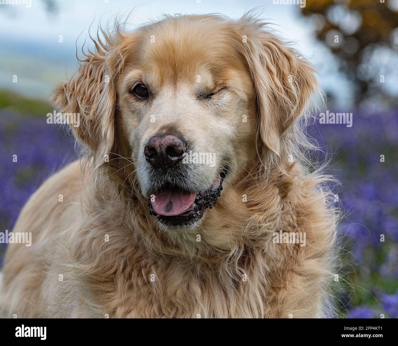 un cane con gli occhi, golden retriever Foto Stock