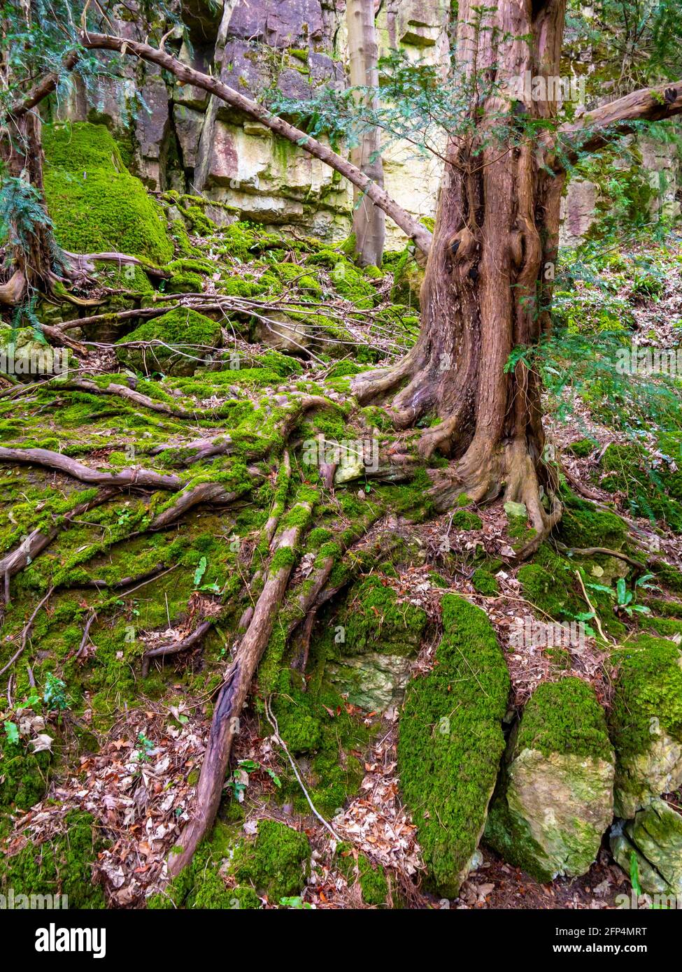 Albero con radici esposte che crescono su una parete rocciosa con rocce ricoperte di muschio. Foto Stock