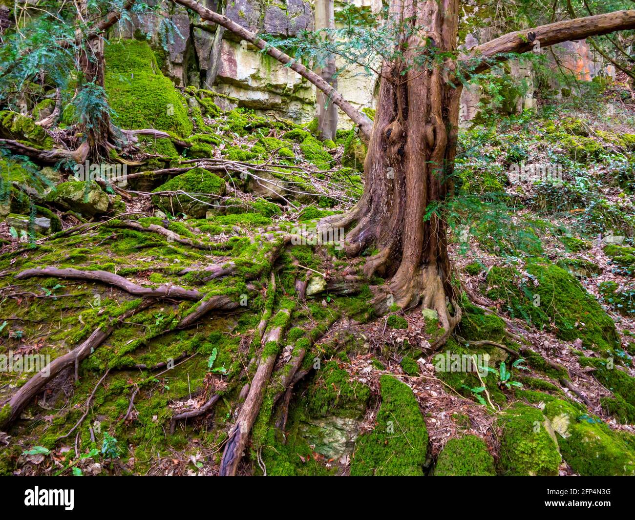 Albero con radici esposte che crescono su una parete rocciosa con rocce ricoperte di muschio. Foto Stock