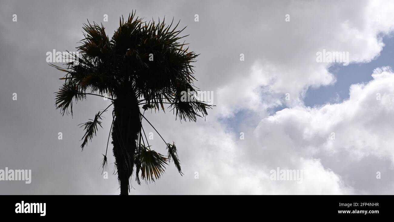 bella foto di silhouette di palma Foto Stock