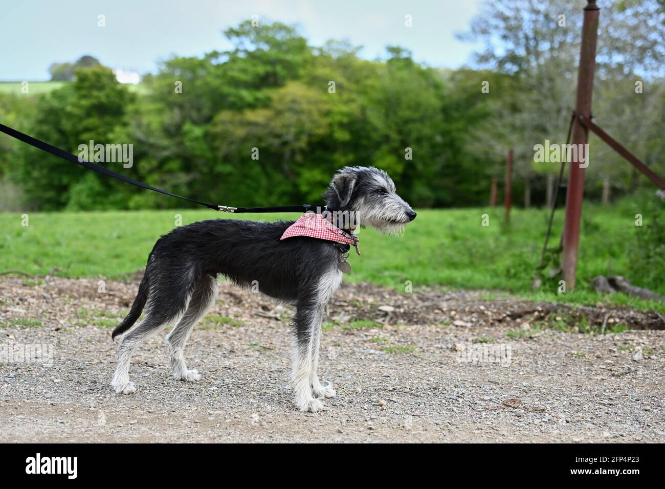 carino giovane lurcher che indossa una bandanna Foto Stock