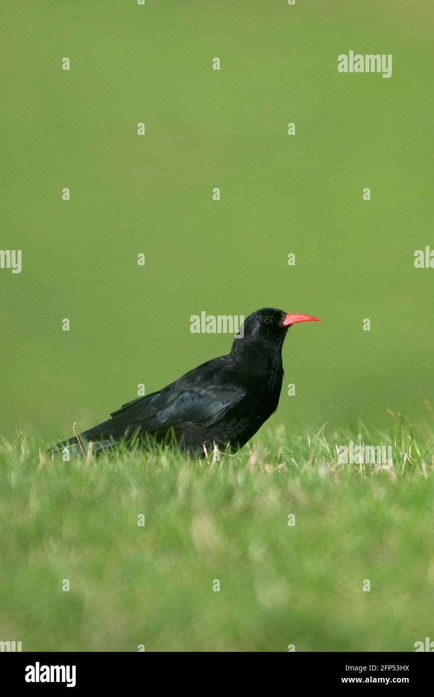 Rosso-fatturate (CHOUGH Pyrrhocorax pyrrhocorax) Foto Stock