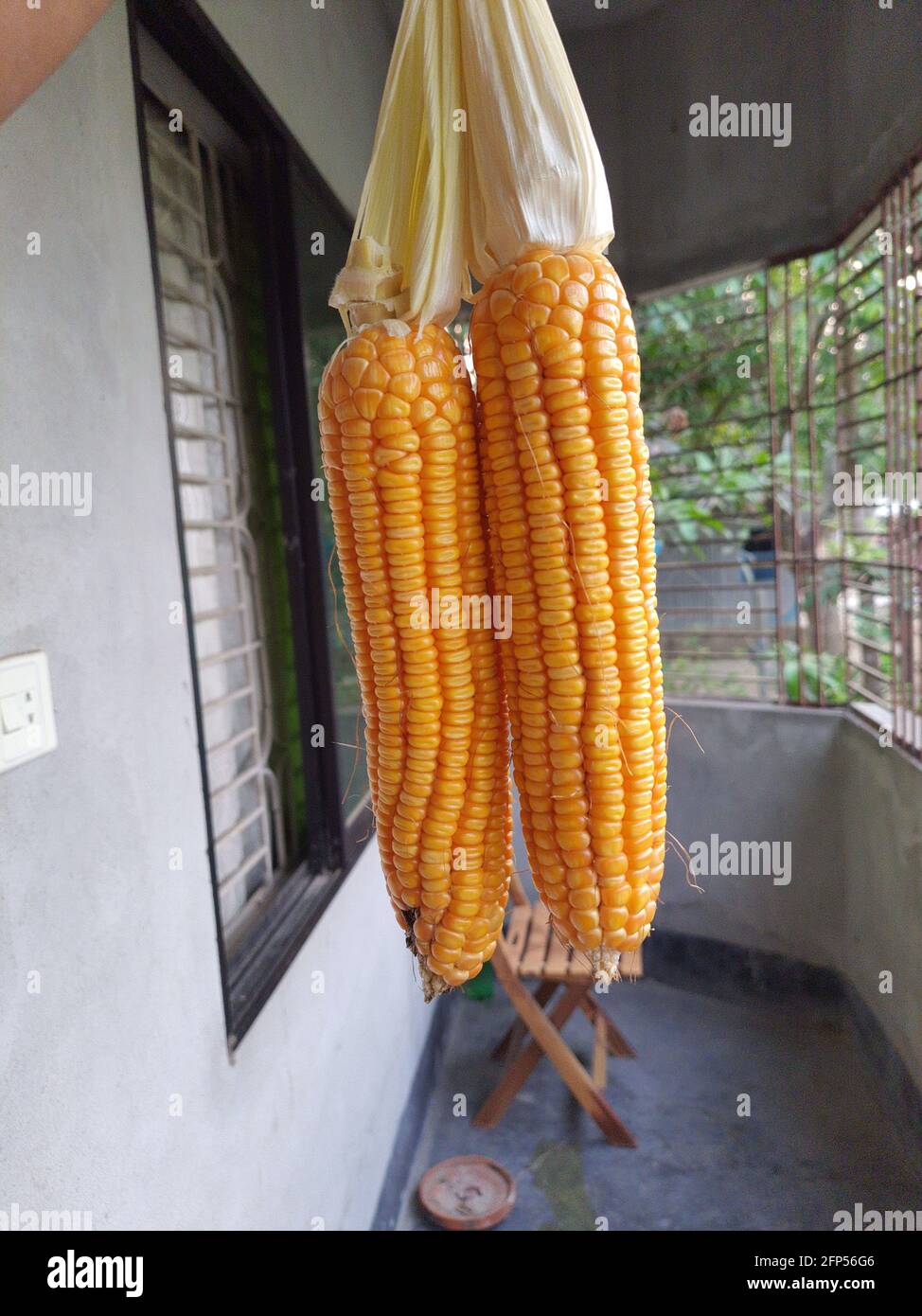 Il bel grano di popcorn di mais Foto Stock